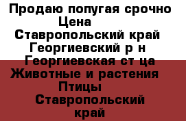 Продаю попугая срочно › Цена ­ 300 - Ставропольский край, Георгиевский р-н, Георгиевская ст-ца Животные и растения » Птицы   . Ставропольский край